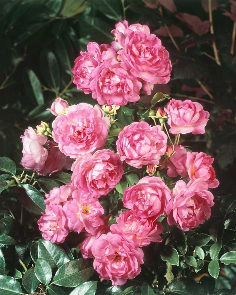 Rosa 'Jasmina', Kletterrose, rosa, 5-7,5 Liter Container Produktbild 