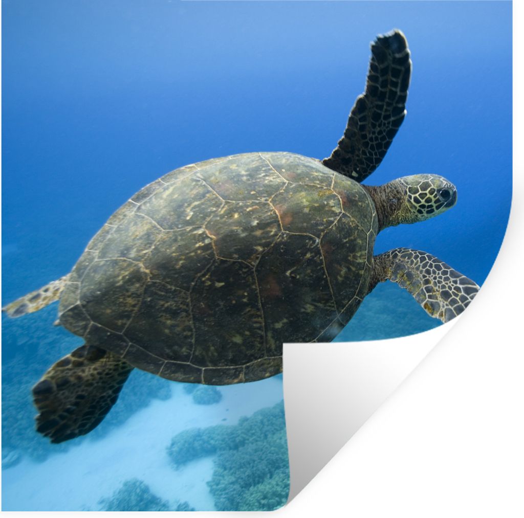 MuchoWow Wandtattoo Wandsticker Wandaufkleber Grüne schwimmende Schildkröte Fotodruck 100x100 cm Selbstklebend und Repositionierbar - Wierderve...