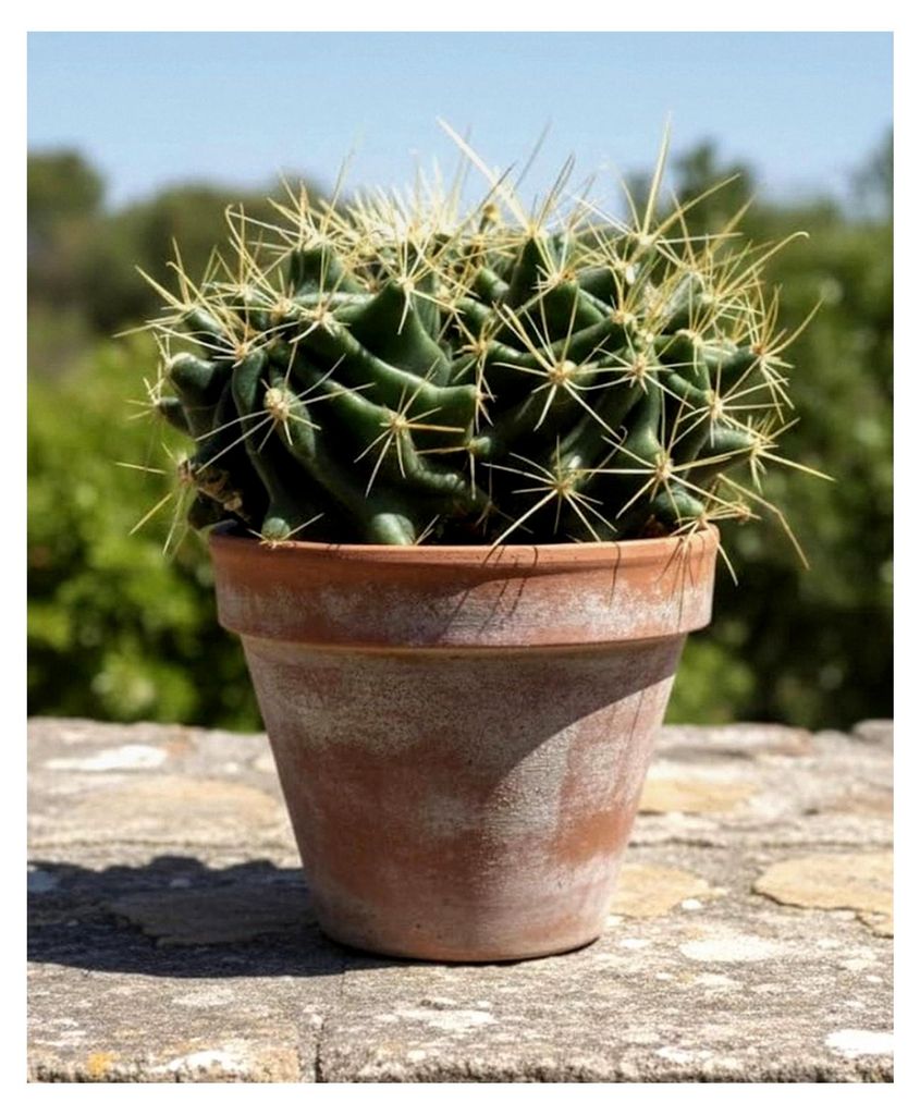 Ferocactus hamatacanthus, 15 cm Ø, große Pflanze, im 14er Topf, Kakteen, Sukkulente