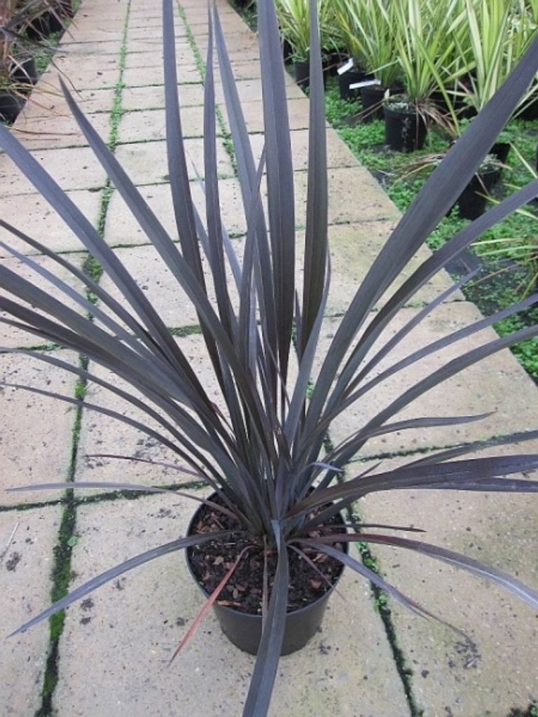 Neuseelandflachs Black Rage - Phormium tenax Black Rage