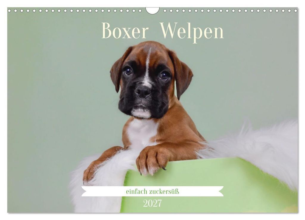 Boxer Welpen einfach zuckersüß (Wandkalender 2027 DIN A3 quer), CALVENDO Monatskalender