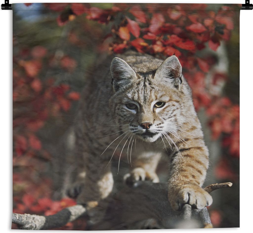 MuchoWow Wandteppich Wandbehang Luchs - Baumstamm - Herbst 60x60 cm Tapisserie Dekoration Wandtuch - Dekorationen - Wand Decke
