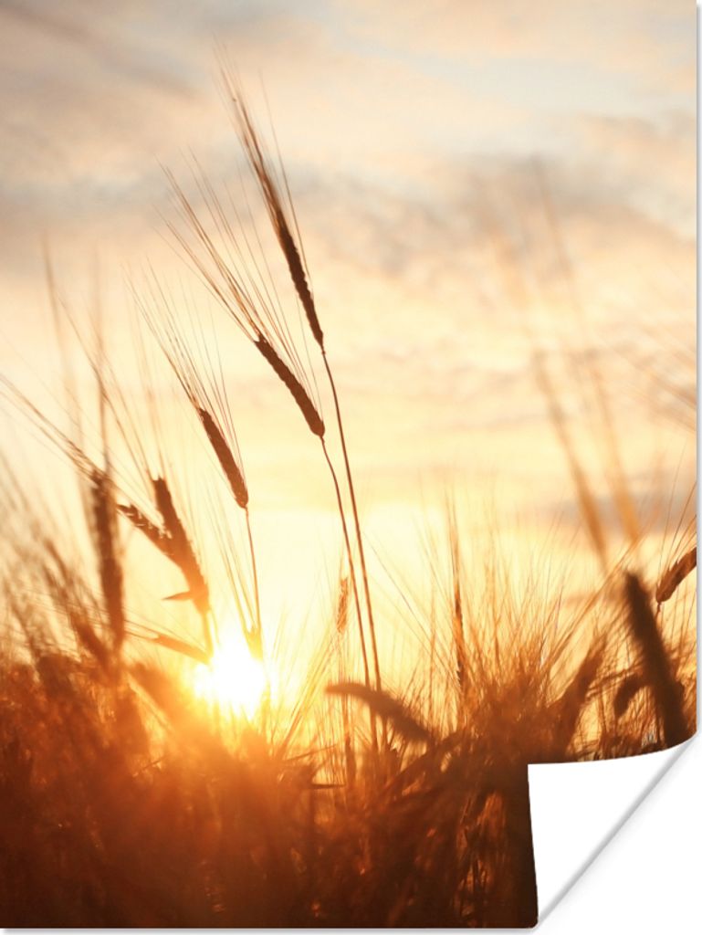 MuchoWow Poster Schilf - Gras - Sonnenuntergang - Natur - Horizont 90x120 cm - Wohnzimmer