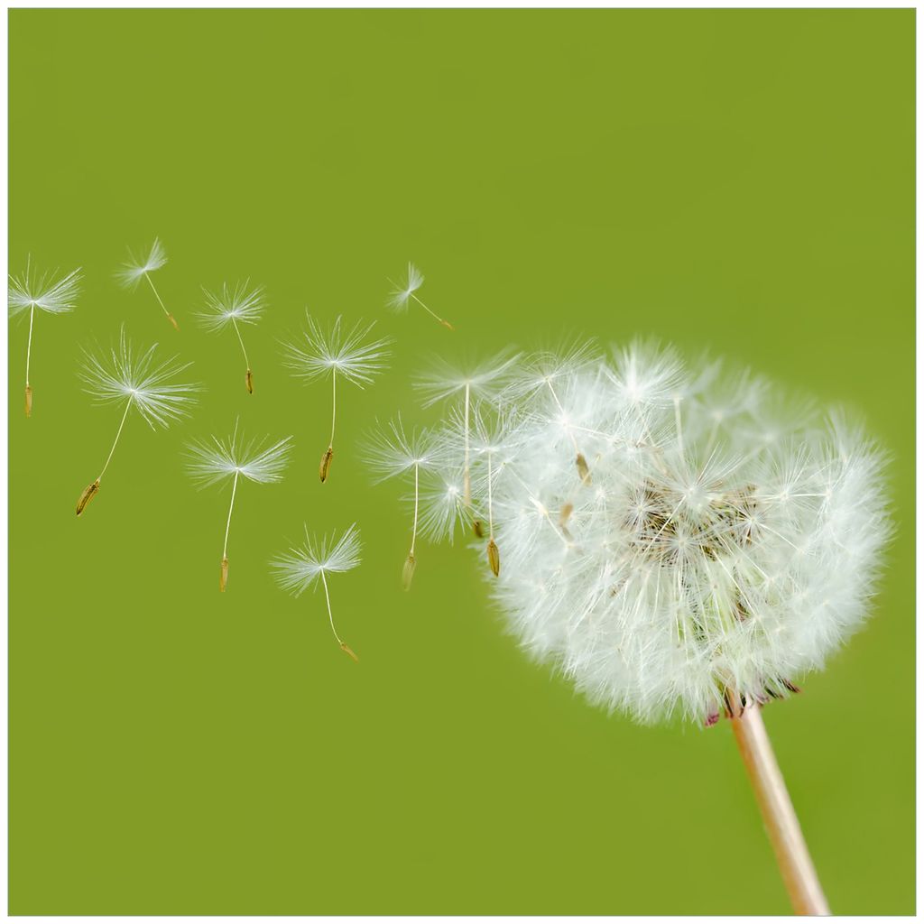 Wallario Sticker / Aufkleber für Kühlschrank / Geschirrspüler / Küchenschränke, selbstklebende Folie - 60 x 60 cm, Motiv: Pusteblume auf der W...
