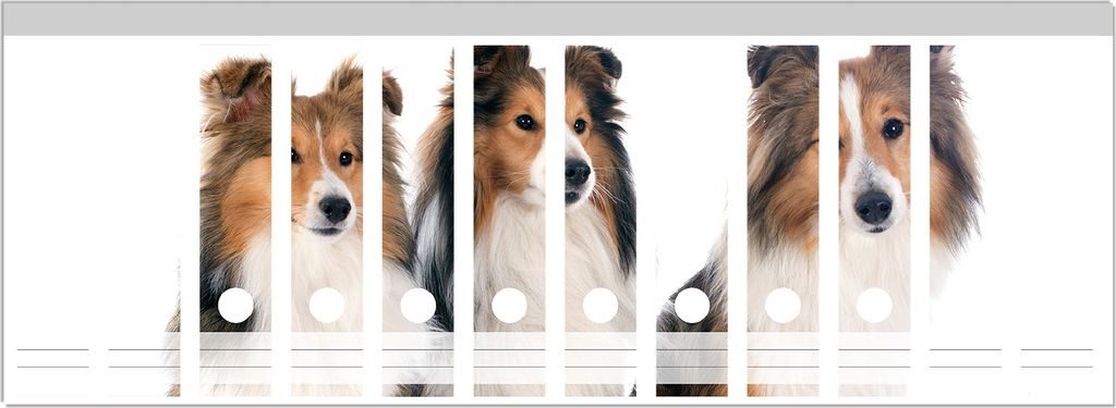 Wallario Ordnerrücken Sticker, selbstklebend für breite Ordner, 12 Stück, Motiv Süße Shetland Hunde vor weißem Hintergrund