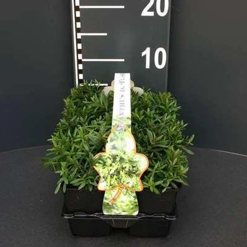6 x Dianthus deltoides Flashing Light - Oeillet à Delta en pot 9cm