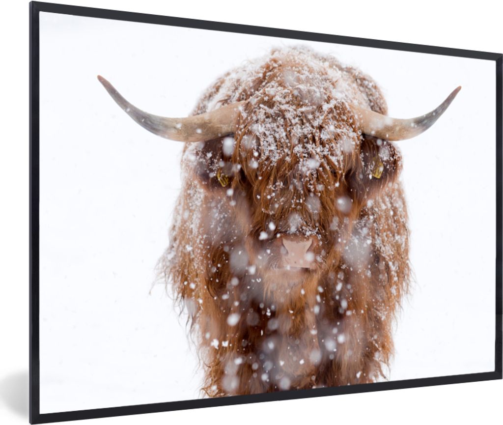 MuchoWow MuchoWow Gerahmtes Poster Schottisches Hochlandrind - Schneeflocke - Winter 60x40 cm - Poster mit zchwarzem Bilderrahmen - Printing - ...