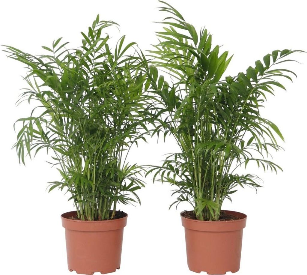 Bergpalme - 2 Stk - Chamaedorea elegans - Höhe 50-60cm - 17cm