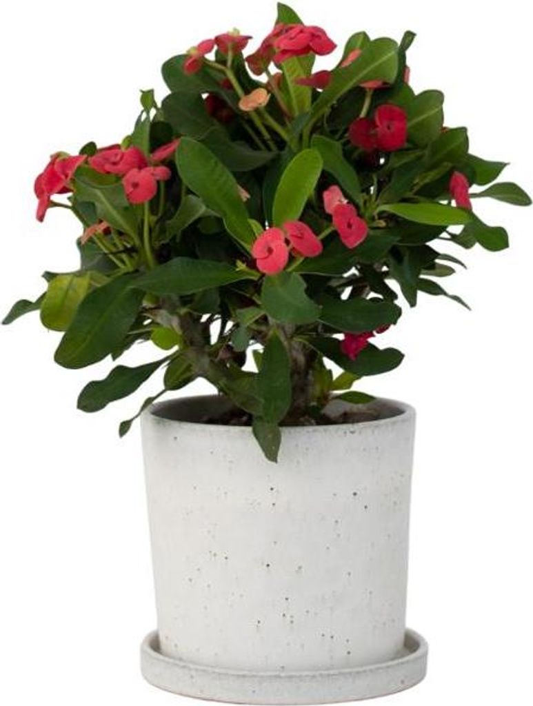 Euphorbia Milii 'Christusdorn' - 2er Set Zimmerpflanzen | Sukkulente Mit Rosa Blüten | ⌀ 13 Cm