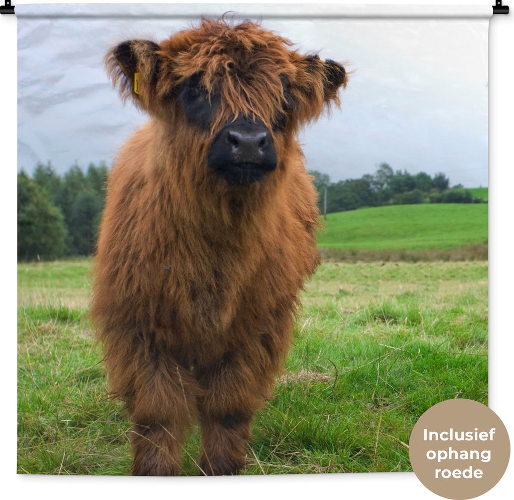 MuchoWow Wandteppich Wandbehang Schottische Hochlandrind - Kühe - Natur - Grün - Gras 150x150 cm Tapisserie Dekoration Wandtuch - Wohnaccessoir...