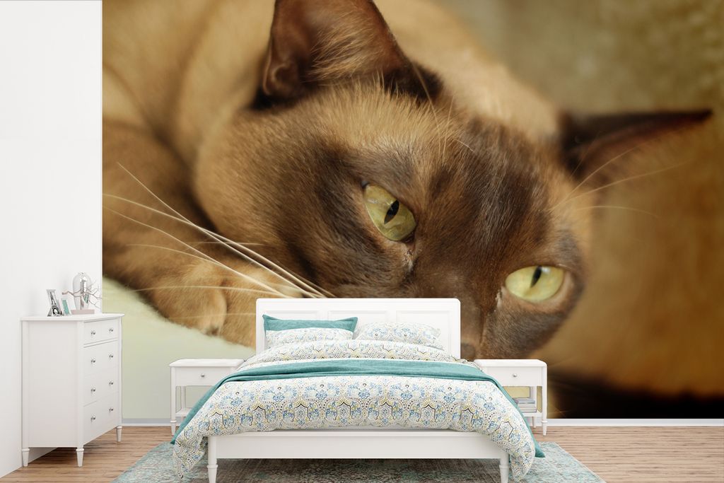 MuchoWow Fototapete für Wohnzimmer oder Schlafzimmer Wandtapete Vinyl Motivtapete Braun gefärbte burmesische Katze - 525x350 cm - Das Hintergru...