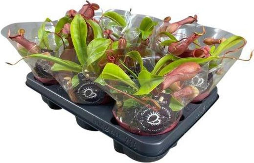 Fleischfressende Pflanze – Nepenthes Alata – Kannenpflanze – Ø12cm – 17cm – Exotische Zimmerpflanze mit dekorativen Kannenfallen – ...