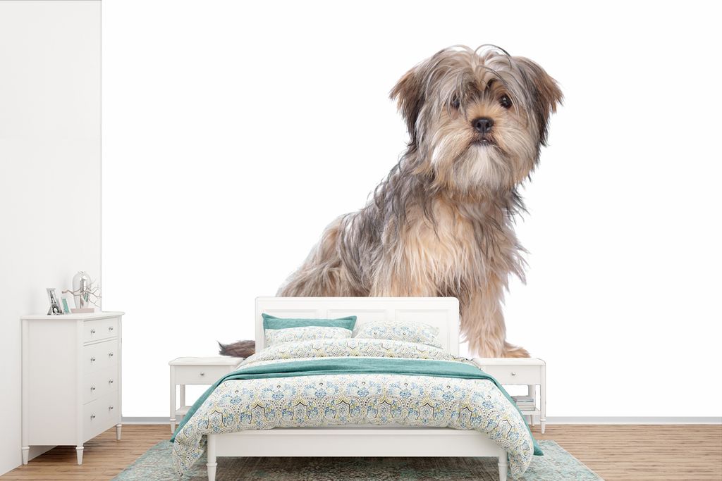MuchoWow Fototapete für Wohnzimmer oder Schlafzimmer Wandtapete Vinyl Motivtapete Shih Tzu Hund auf einem weißen Hintergrund - 600x400 cm - Vin...