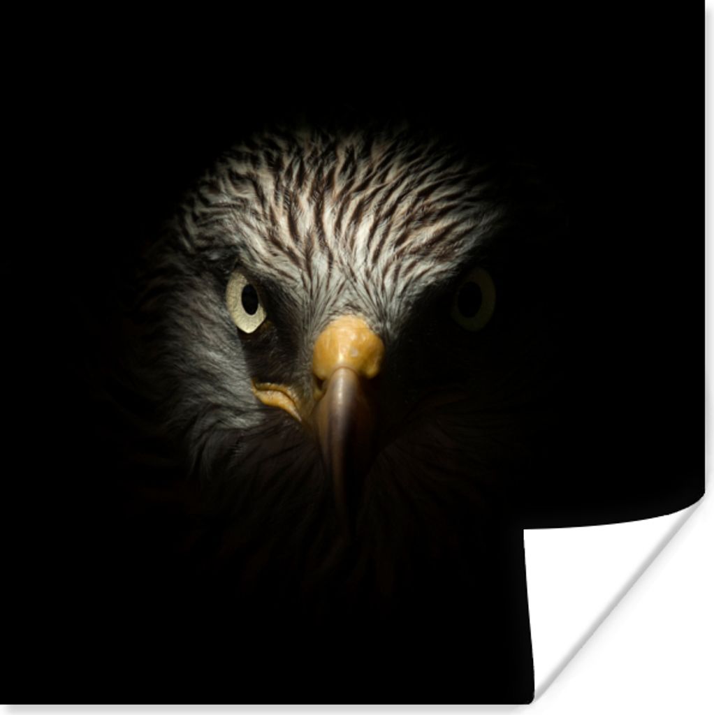 MuchoWow Poster Vogel - Adler - Raubvögel - Auge - Schnabel - Licht 75x75 cm - Wand Dekoration