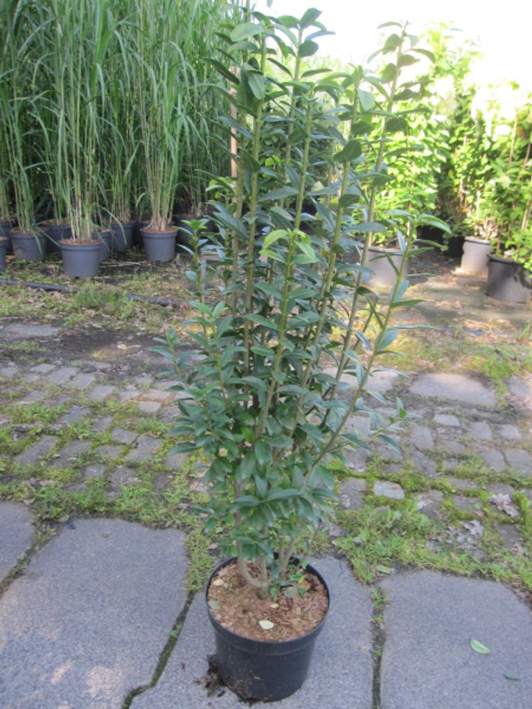 Ligustrum vulgare Straight Talk - Sulen-Liguster Straight