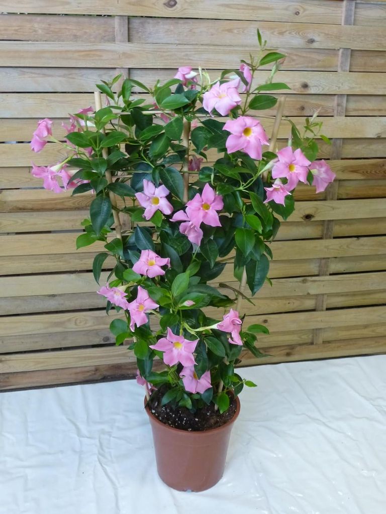 [Palmenlager] XL Dipladenia/Mandevilla "Rio Grande" PINK - Produktbild 