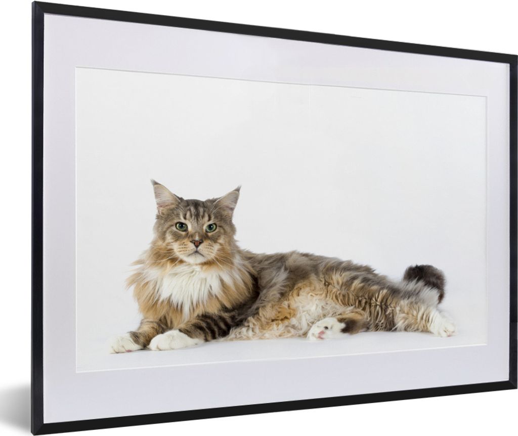 MuchoWow MuchoWow Gerahmtes Poster Studioaufnahme einer bunten Maine Coon Katze 60x40 cm - Poster mit zchwarzem Bilderrahmen - Schlafzimmer - P...