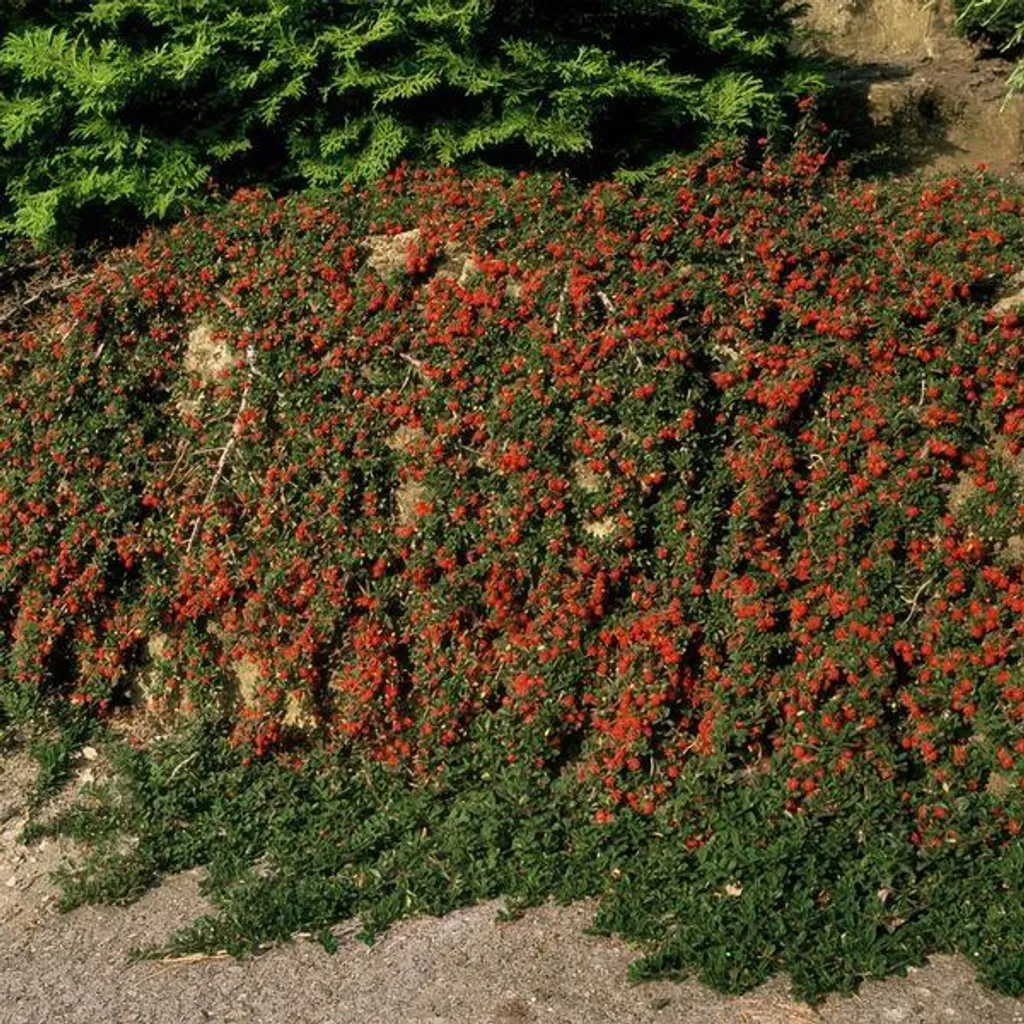 Éviter les mauvaises herbes avec le Cotoneaster rampant - 12 Couvre-sols