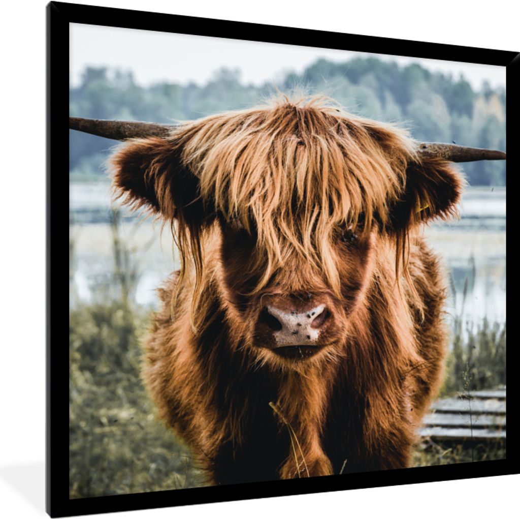 MuchoWow Gerahmtes Poster Kühe - Schottische Hochlandbewohner - Braun - Natur 40x40 cm - Poster mit Schwarzem Bilderrahmen Wandposter Rahmen Fot...