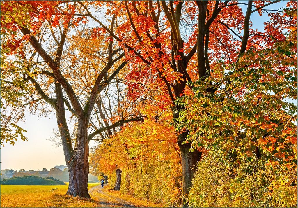 Wallario Fototapete Vliestapete, seidenmatte Oberfläche, einfache Verarbeitung, Größe 200 x 140 cm, Motiv Herbstlicher Waldweg mit buntem Laub