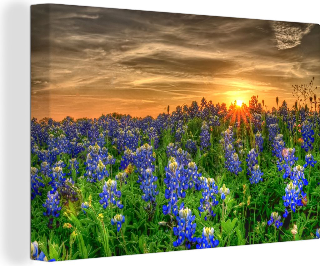 OneMillionCanvasses - Leinwandbilder - 140x90 cm, Texas Bluebonnet Blumen in einem Feld bei Sonnenuntergang, Wandbilder Kunstdruck Wanddekoration...