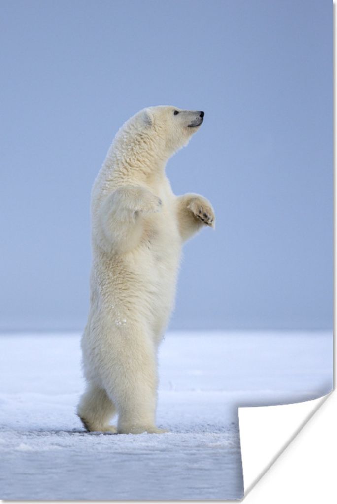 MuchoWow Poster Eisbär - Lustig - Schnee - Kinder - Jungen - Mädchen - Kind 120x180 cm - Kunstposter
