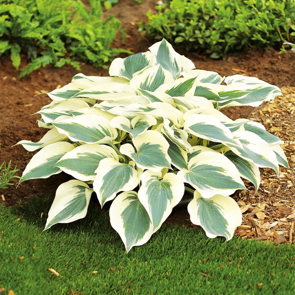 Funkie Hosta Knolle Zierblätter Blumen Funkie Herzblattlilie Firn Line 1 St.