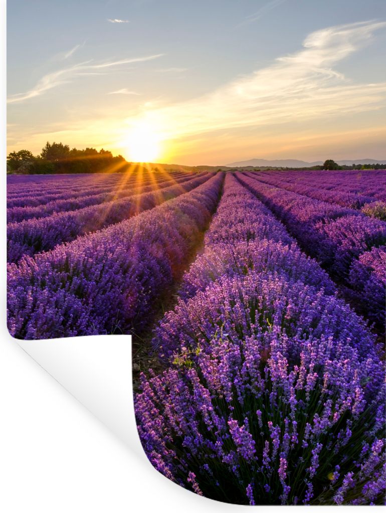 MuchoWow Wandtattoo Wandsticker Wandaufkleber Lavendel - Blumen - Sonnenuntergang - Lila 120x160 cm Selbstklebend und Repositionierbar - Wierderv...