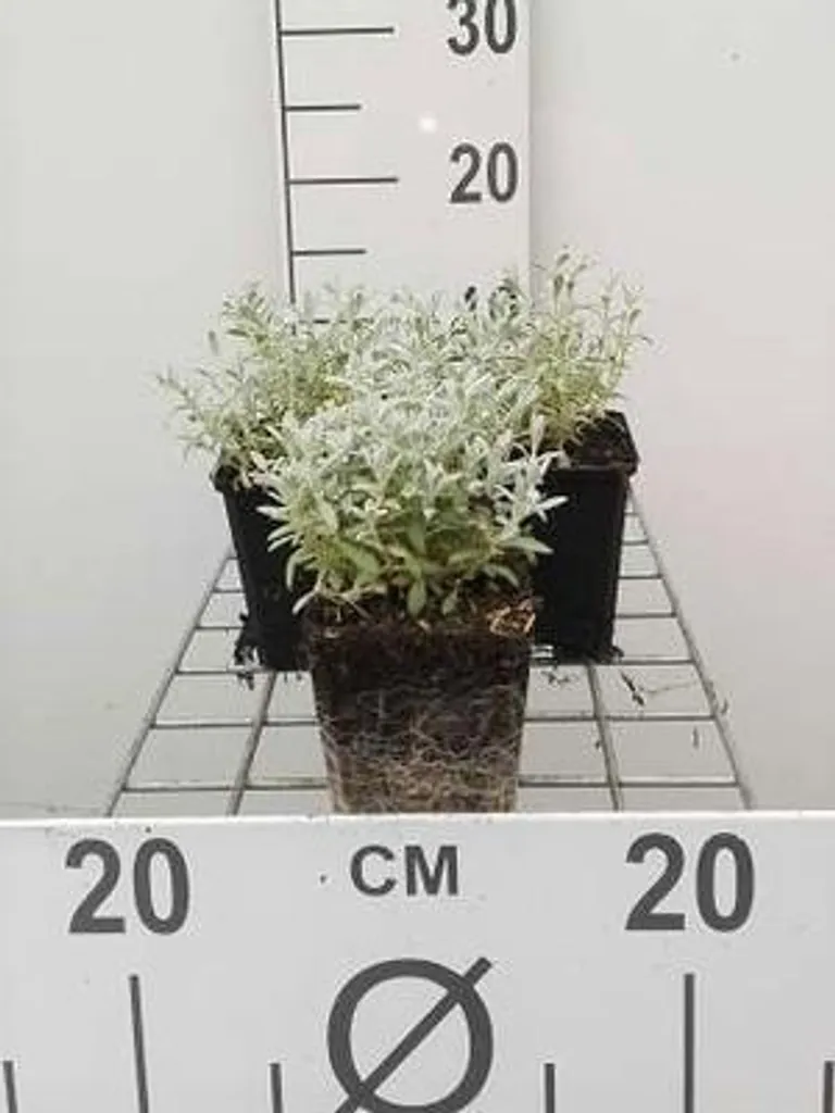 Cerastium Tom. Columnae Album - Feuillage Argenté et Fleurs Blanches
