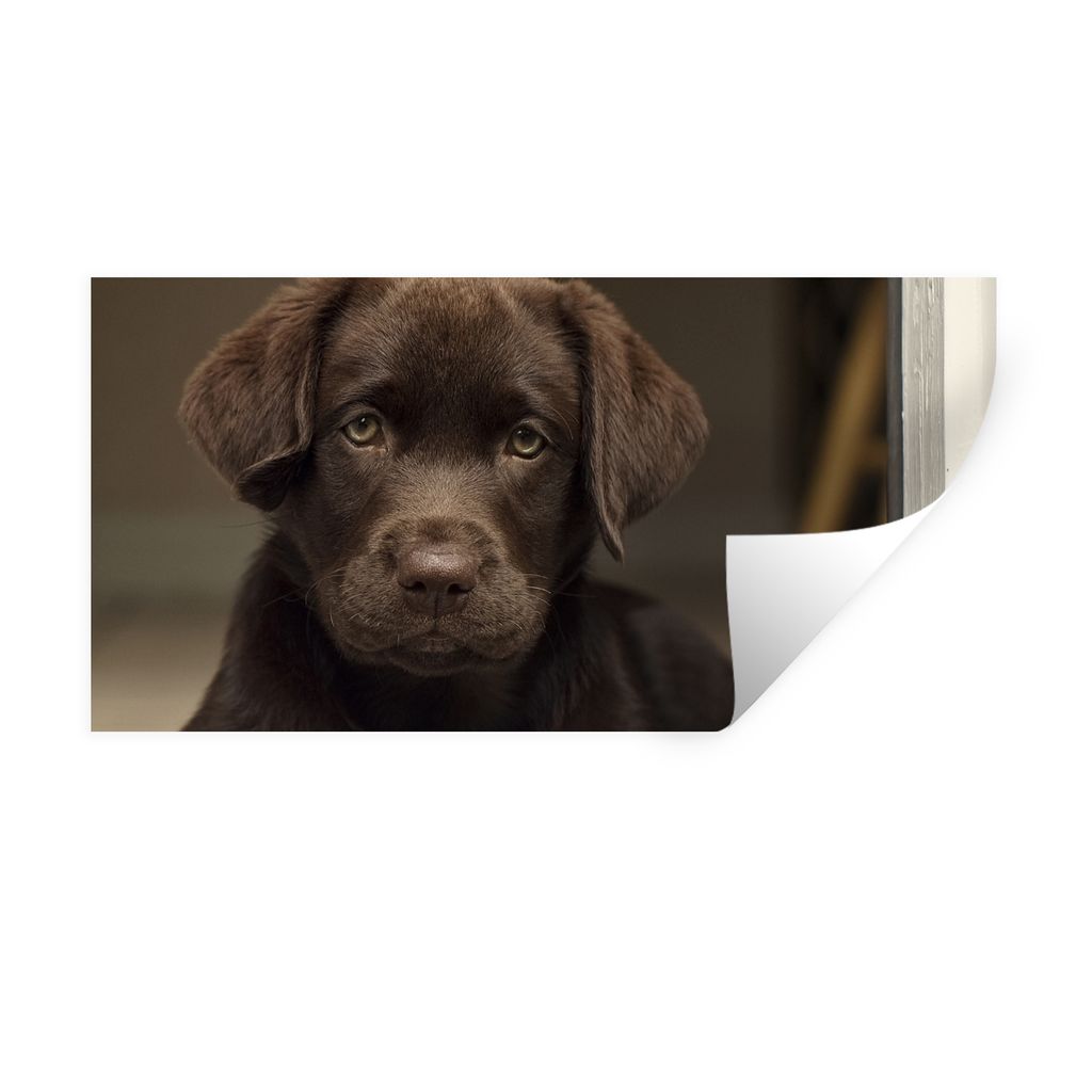 MuchoWow Wandtattoo Wandsticker Wandaufkleber Niedlicher Labrador Retriever schaut in die Kamera 120x60 cm Selbstklebend und Repositionierbar - S...