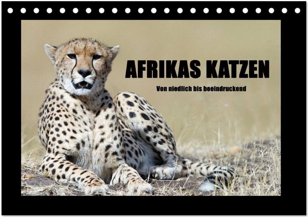 Afrikas Katzen (Tischkalender 2026 DIN A5 quer), CALVENDO Monatskalender