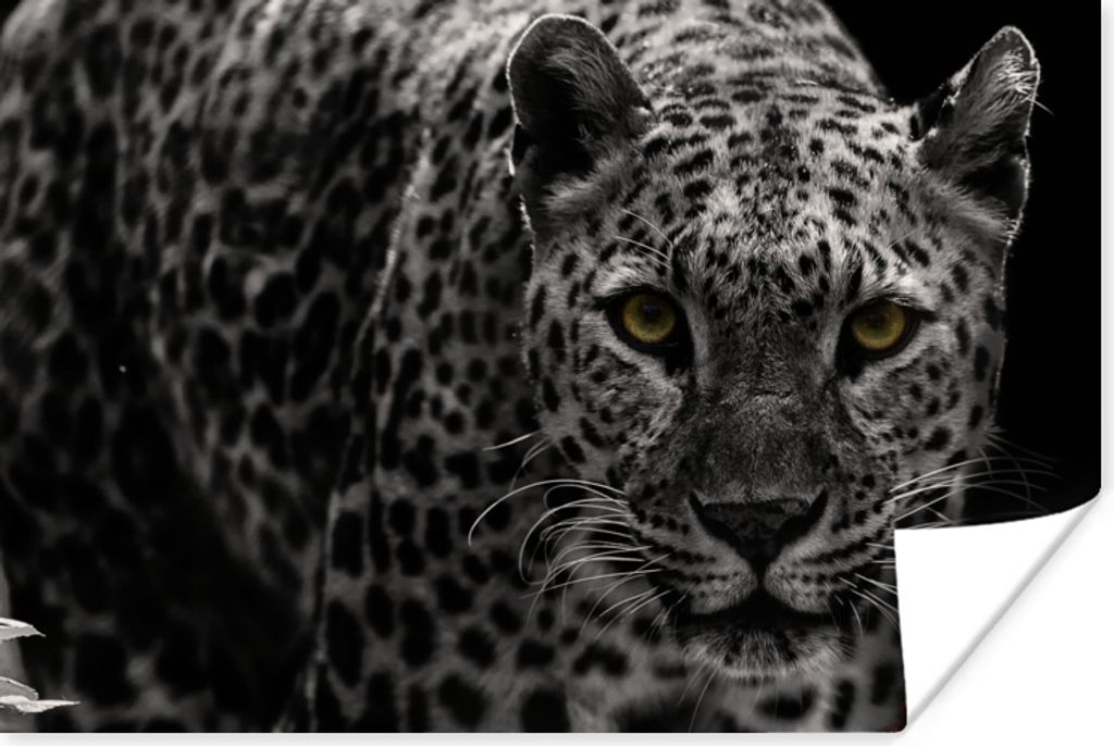 MuchoWow Poster Leopard - Schwarz - Weiß 90x60 cm - Schlafzimmer