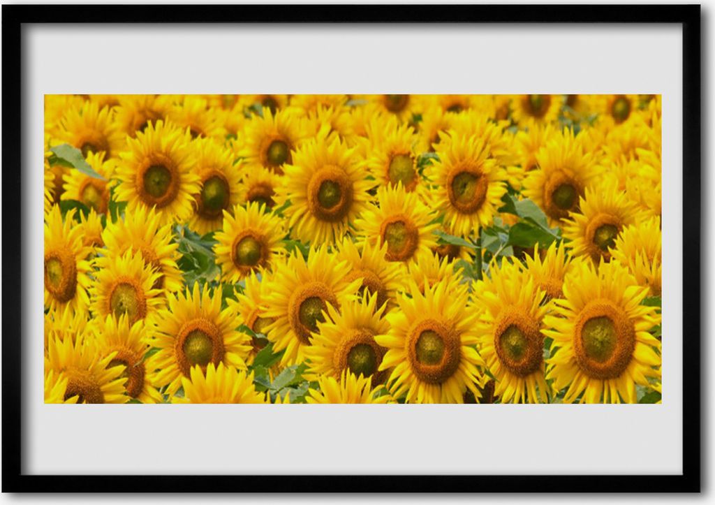 Bild 70x50 MDF-Rahmen Wandkunst Sunflower Pflanze Natur