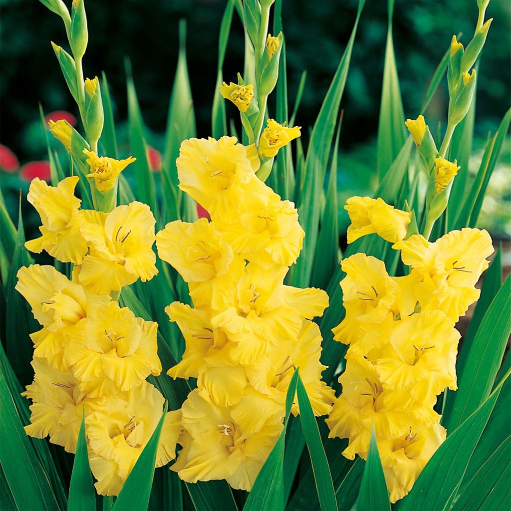 Gladiolus veľkokvetý žltý Frans 5 ks cibule gladiolus Obrázok produktu 