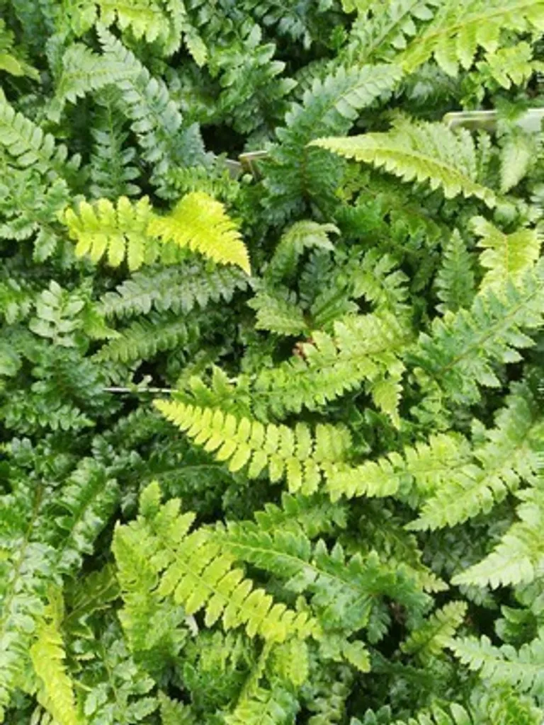 Polystichum polyblepharum : 6 fougères persistantes au feuillage luisant - 4