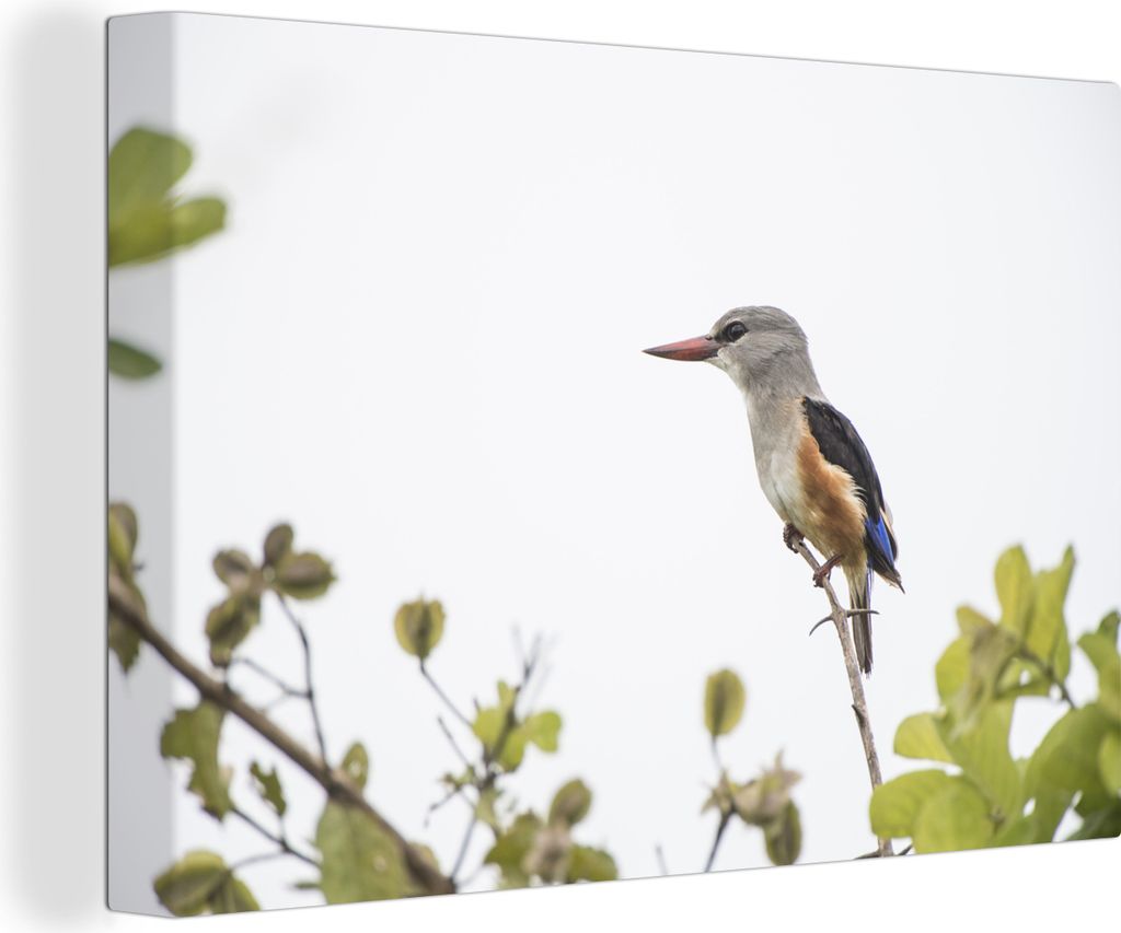 OneMillionCanvasses - Leinwandbilder - 140x90 cm, Die Sonne beleuchtet einen schönen Graukopf-Eisvogel, Wandbilder Kunstdruck Wanddekoration - F...