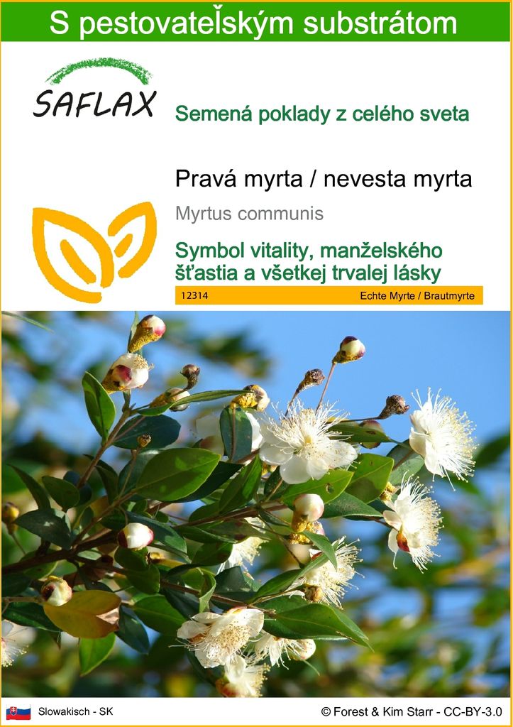 SAFLAX - Pravá myrta / nevesta myrta - Myrtus communis - 30 Obrázok produktu 