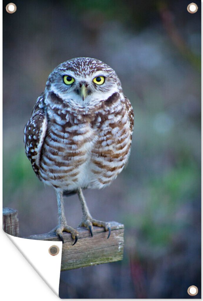 MuchoWow 40x60 cm Outdoor-Poster Gartendeko Sichtschutz Garten Poster für den Garten Kaninchenkauz auf Holzbalken