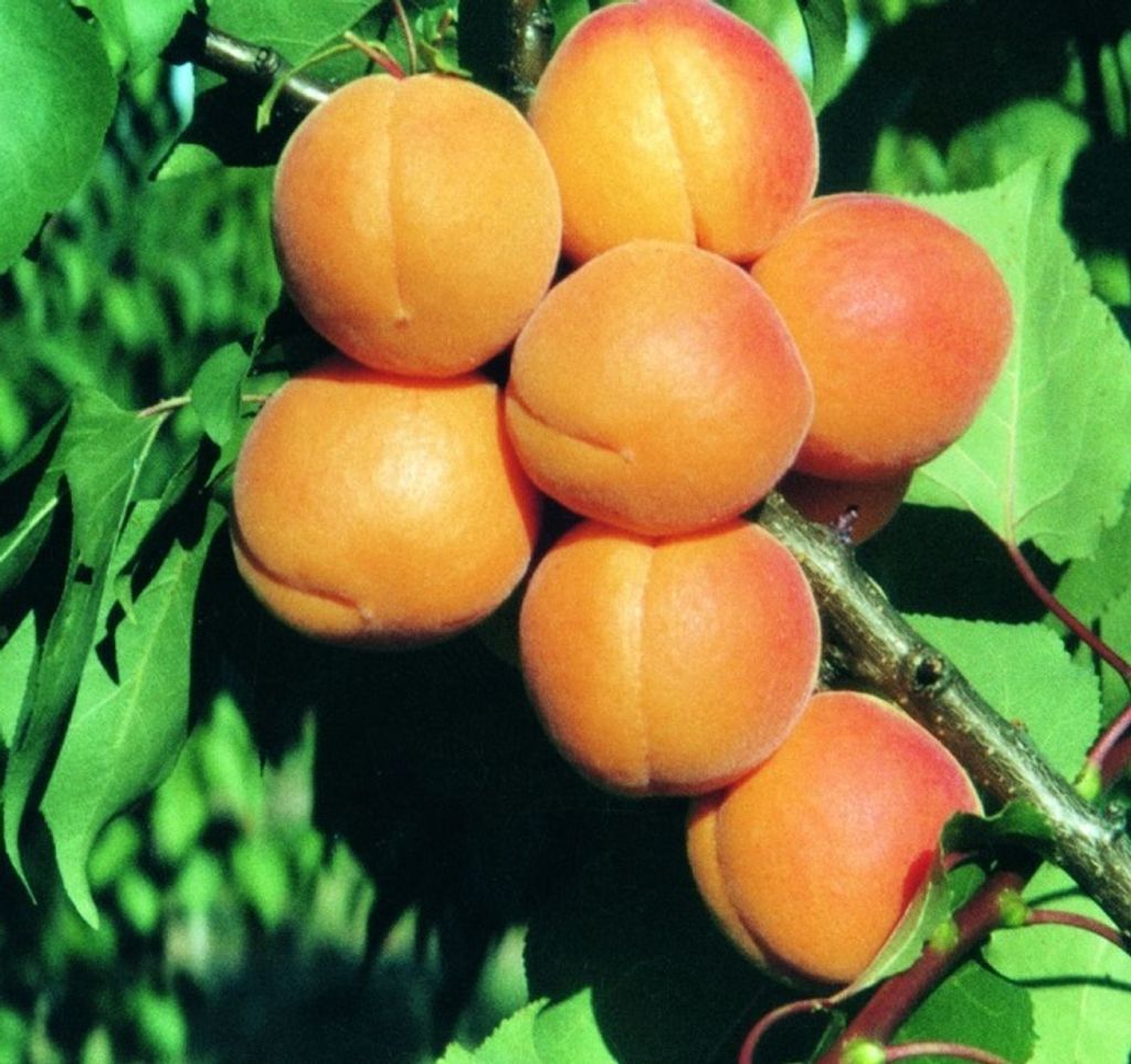 Aprikose `Kuresia´ Aprikosenbaum - Buschbaum Topfballen Produktbild 