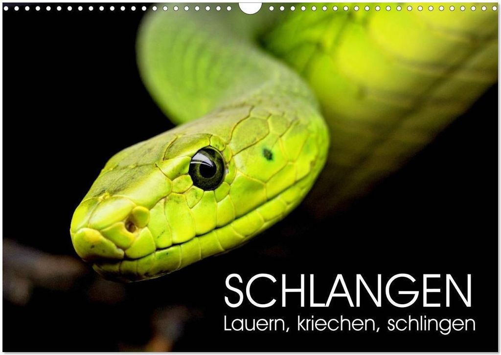 Schlangen. Lauern, kriechen, schlingen (Wandkalender 2026 DIN A3 quer), CALVENDO Monatskalender
