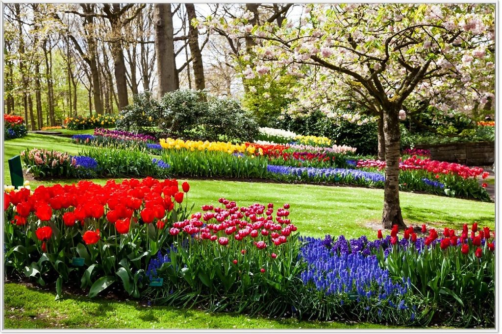 Wallario Wandbild Bunte Blumen und Kirsch-Baum im Park blühen im Frühling, Größe: 61 x 91,50 cm, Poster mit weißem Aluminiumrahmen
