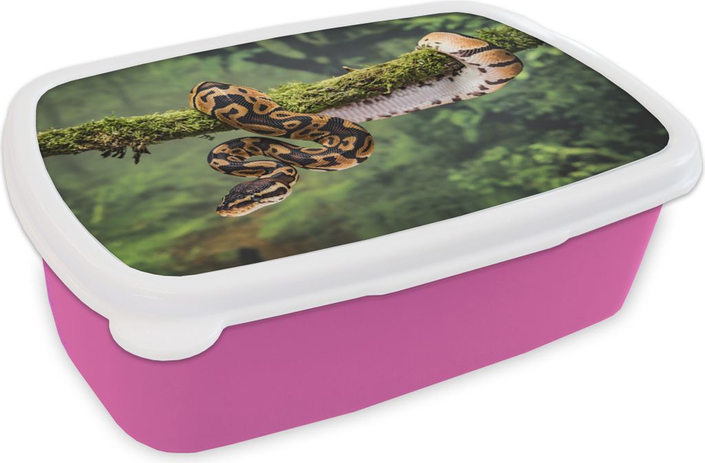 KitchenYeah Lunchbox Brotzeit Brotdose 17x11 cm Schlange - Zweig - Regenwald Kinder Brotzeitdose - Lunchpaket - Brotkasten - Sandwich Box