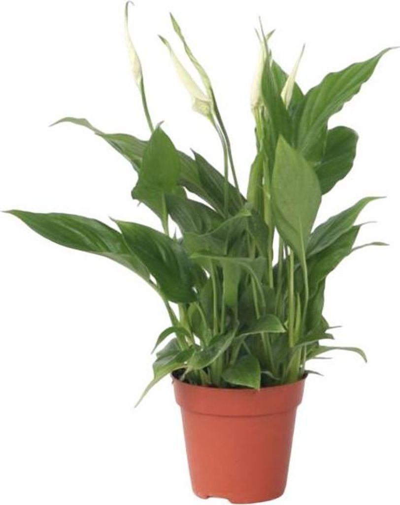 Friedenslilie - Einblatt - Spathiphyllum 'Torelli' - Höhe 30-45cm - 12cm