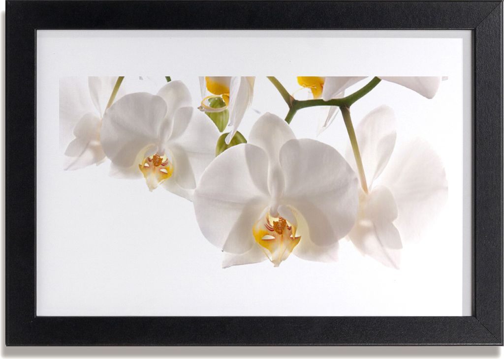 Bild 30x20 MDF-Rahmen Wandkunst Blumen Pflanzen Natur