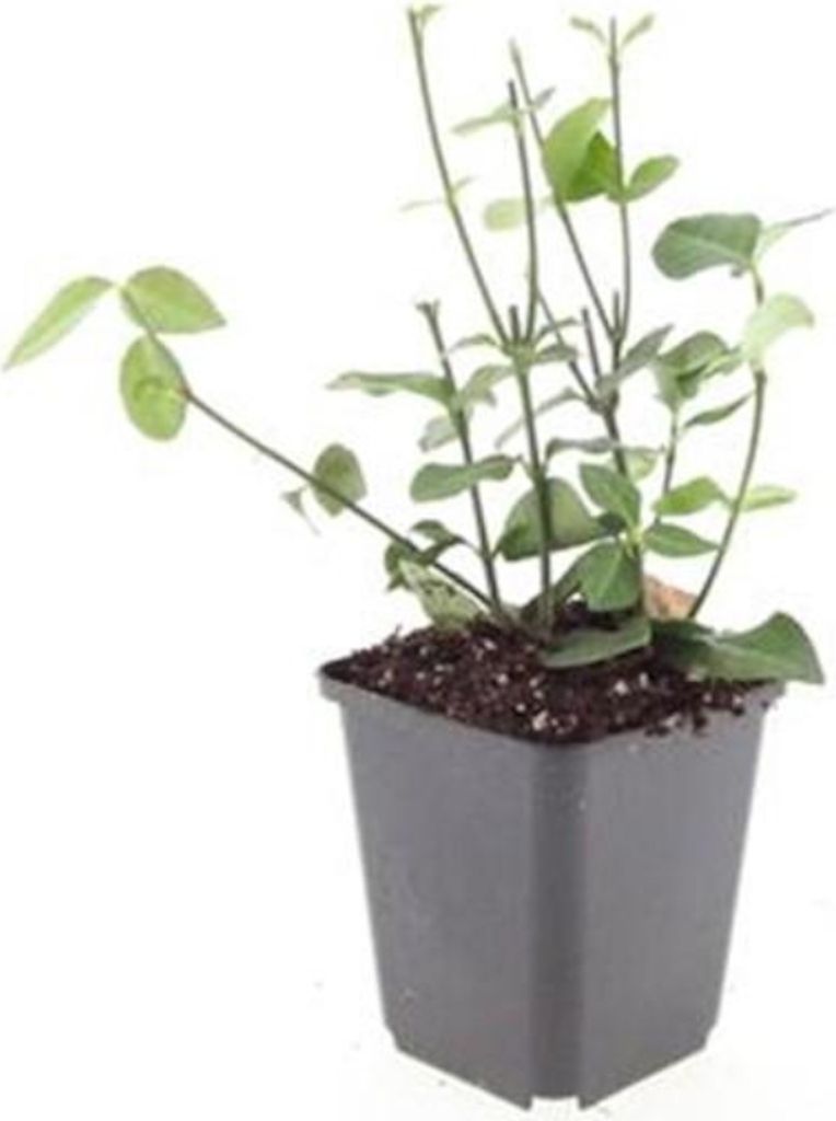 Bodendecker - Purpur-Kriechspindel - Euonymus fortunei 'Coloratus' - 9cm Topf - Set mit 6 Pflanzen