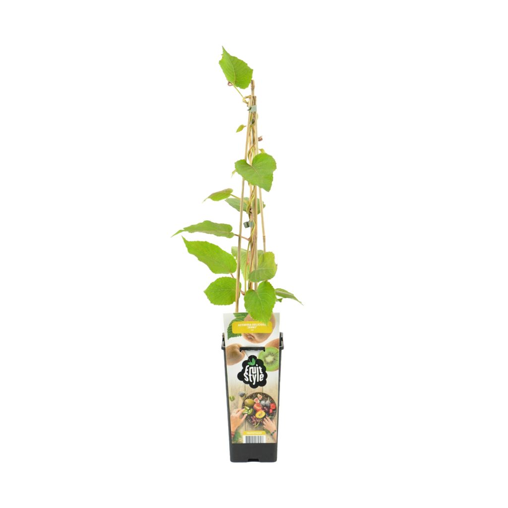 Bloomique - Actinidia Deliciosa 'Jenny' - Kiwipflanze - Obstpflanzen - Gartenpflanzen - Winterhart - 14 cm - Höhe 60-70 cm