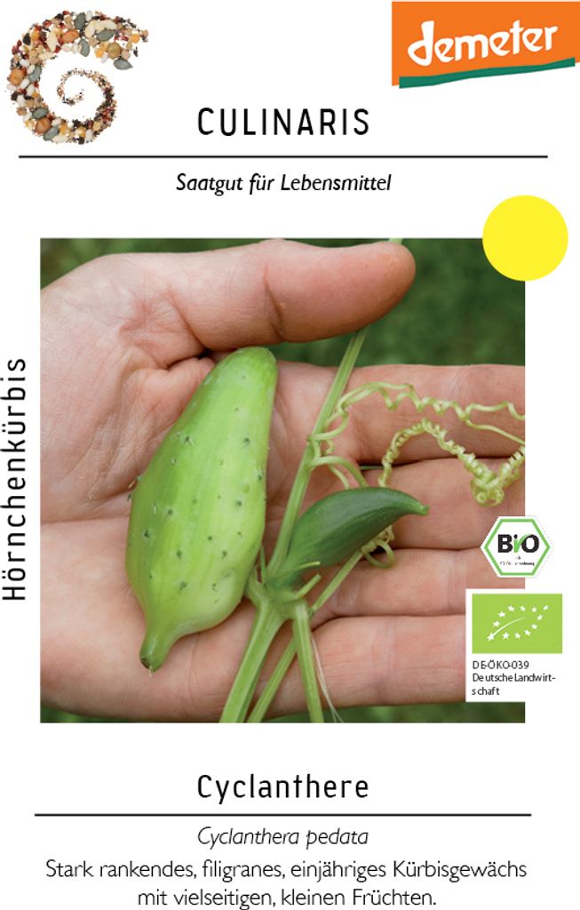 Cyclanthere, Hörnchenkürbis | Hörnchenkürbissamen von Culinaris