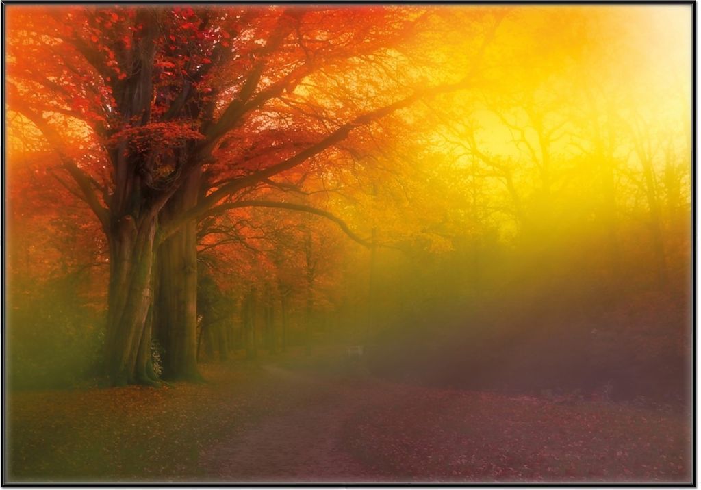 Wallario Wandbild Bunter Herbst - Waldlandschaft bei Nebel in Regenbogenfarben, Größe: 70,30 x 100,30 cm, Poster mit schwarzem Aluminiumrahmen