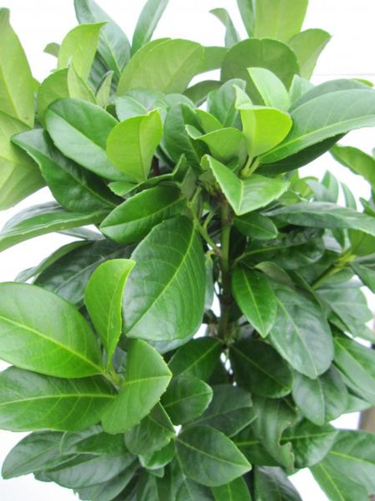 Hochstamm Lorbeerkirsche Bonaparte - Prunus laurocerasus - 80cm + Krone