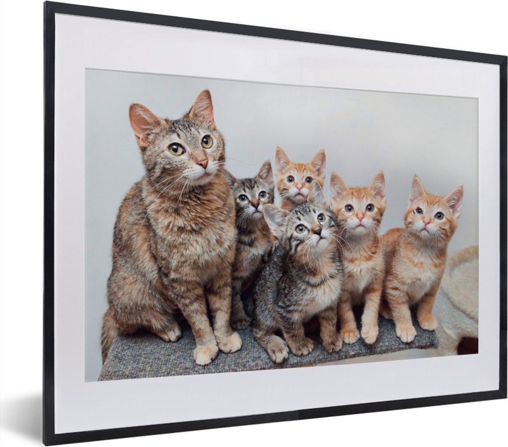 MuchoWow MuchoWow Gerahmtes Poster Katze - Kätzchen - Fell 40x30 cm - Poster mit zchwarzem Bilderrahmen - Bilderrahmen - Poster im Rahmen